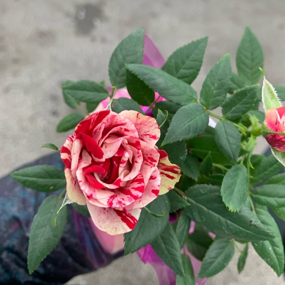 Meet your Posher, Stephanie - Picture 1 of 1